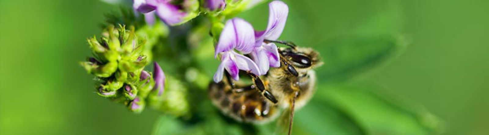 Les fleurs appréciées des abeilles